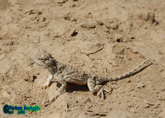 Phrynocephalus persicus