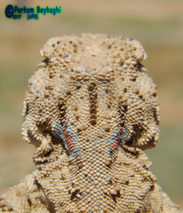 Phrynocephalus persicus
