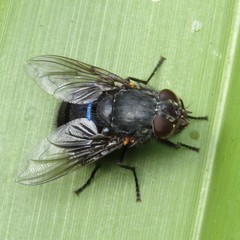 Calliphora quadrimaculata