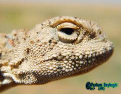 Phrynocephalus persicus
