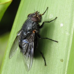 Calliphora quadrimaculata