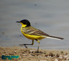 Motacilla flava feldegg