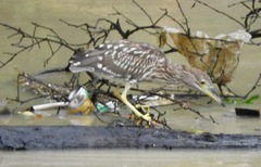 Nycticorax nycticorax