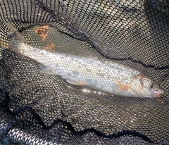 Mylocheilus caurinus