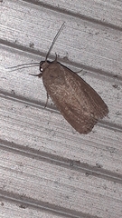 Athetiina