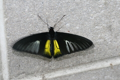 Troides rhadamantus