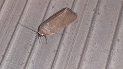 Athetiina