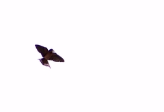 Hirundo rustica
