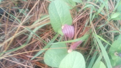Aristolochia bracteosa