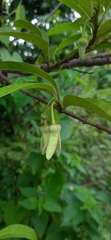 Annona reticulata