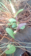 Aristolochia bracteosa