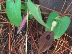 Aristolochia bracteosa