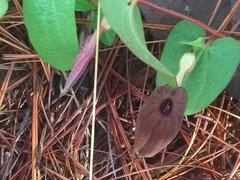 Aristolochia bracteosa