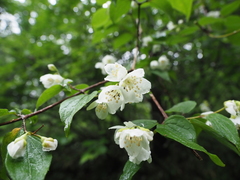 Philadelphus satsumi