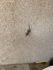 Sceloporus occidentalis