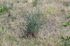 Thinopyrum elongatum