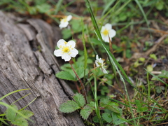 Fragaria nipponica