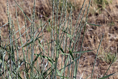 Thinopyrum elongatum