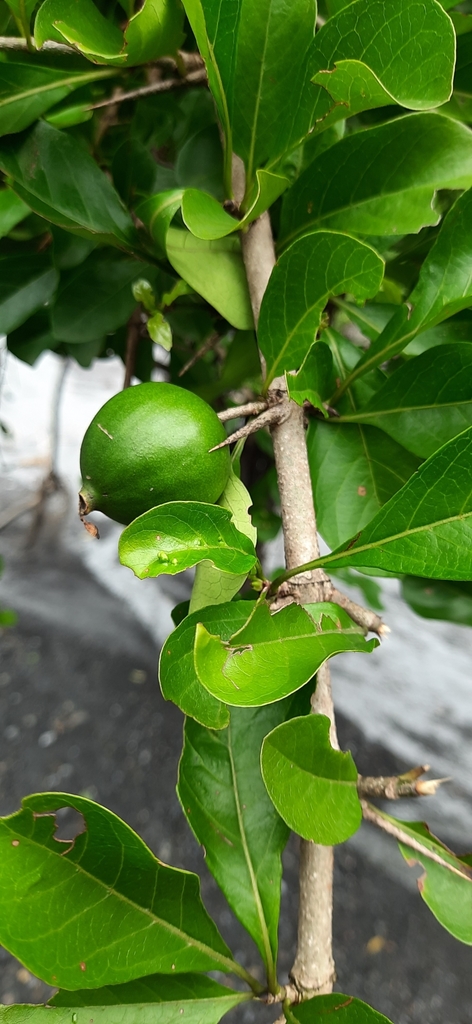 Meyna spinosa (Meyna spinosa)