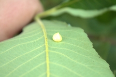 Caryomyia conoidea