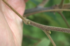 Caryomyia conoidea
