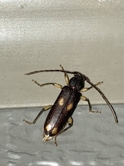 Tylonotus bimaculatus