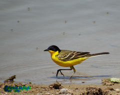 Motacilla flava feldegg