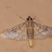 Spilomelinae