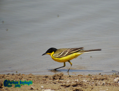 Motacilla flava feldegg