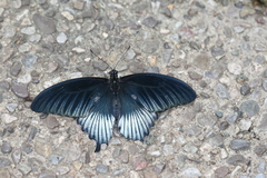 Papilio lowii