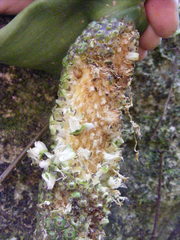 Anthurium grandifolium