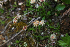 Antennaria monocephala