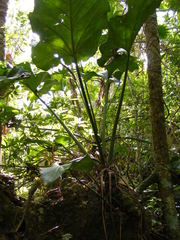 Anthurium grandifolium