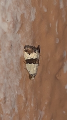 Maliattha quadripartita