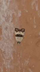 Maliattha quadripartita