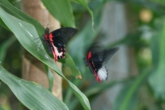 Papilio rumanzovia