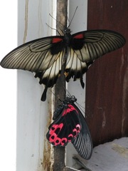 Papilio rumanzovia