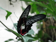 Papilio rumanzovia