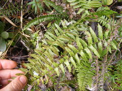 Goniopteris retroflexa