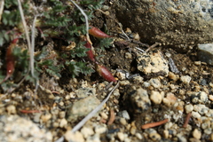 Oxytropis huddelsonii