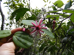 Passiflora oblongata
