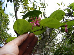 Passiflora oblongata