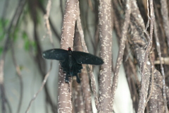 Pachliopta kotzebuea