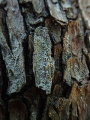 Pertusaria stenhammarii