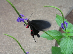 Pachliopta kotzebuea