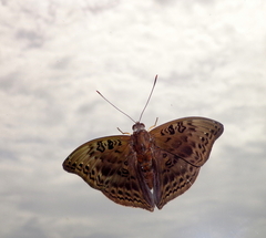 Euryphura