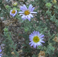 Leucosyris arida