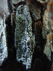 Pertusaria stenhammarii