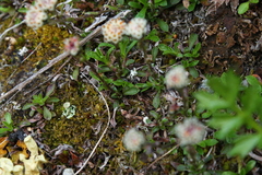 Antennaria monocephala