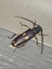 Tylonotus bimaculatus